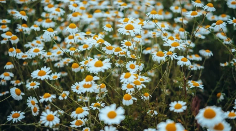 Beneficiile Mușețelului