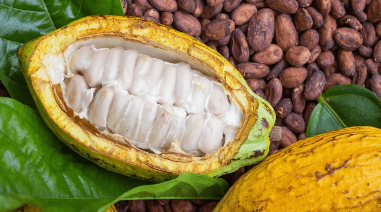 Beneficiile Untului de cacao