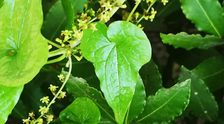 Beneficiile Untului Pământului